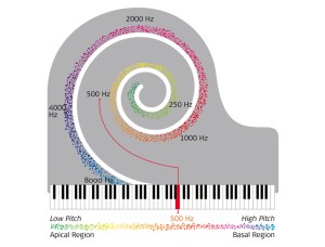 pitch in the cochlea